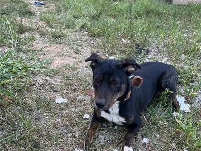 Cachorro raça SRD-ViraLata idade 1 ano nome Sandy