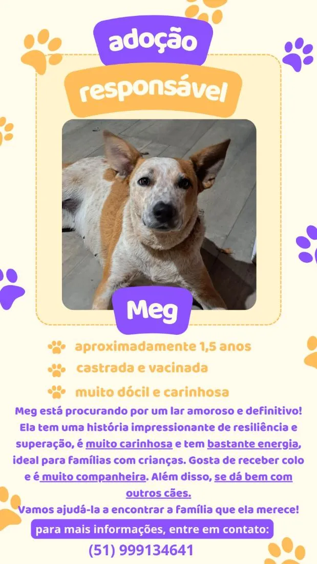 Cachorro raça SRD-ViraLata idade 1 ano nome Meg