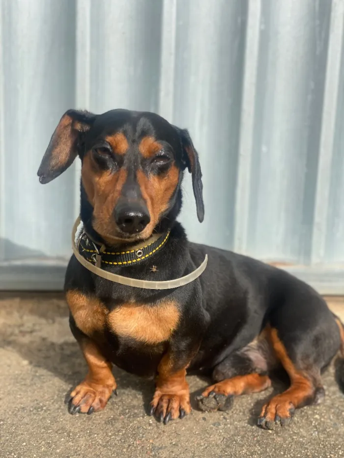 Cachorro raça SRD-ViraLata idade 5 anos nome Chicão