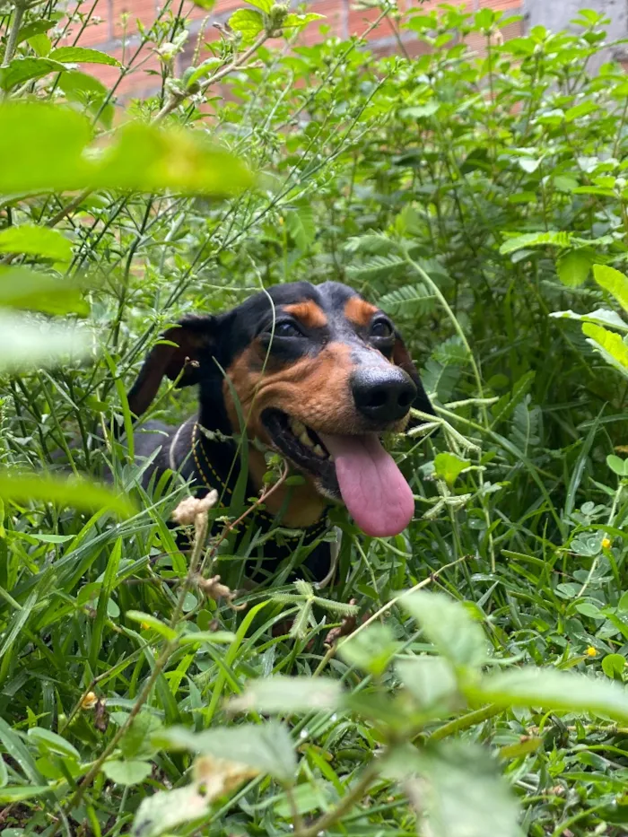 Cachorro raça SRD-ViraLata idade 5 anos nome Chicão