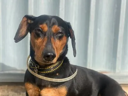 Cachorro raça SRD-ViraLata idade 5 anos nome Chicão