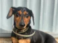 Chicão