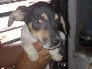 Cachorro raça SRD-ViraLata idade 2 a 6 meses nome max