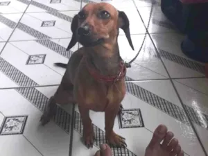 Cachorro raça SRD-ViraLata idade 1 ano nome nome Mel,mas não atende pelo nome, talvez por ter sido resgatada grande,ela atende por nenem