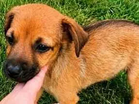 Cachorro raça SRD-ViraLata idade 2 a 6 meses nome Caramela 