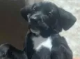 Belinha ou pretinha