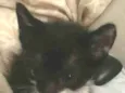 Frajolinha