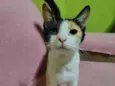 Mel
