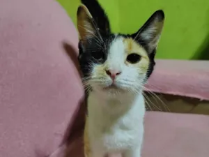 Gato raça SRD-ViraLata idade 2 anos nome Mel