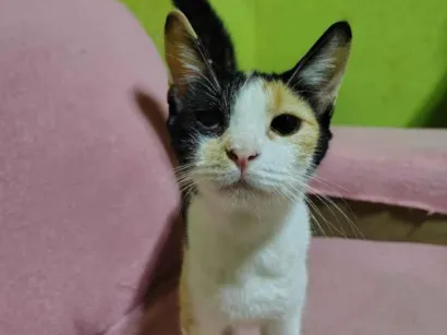 Gato raça SRD-ViraLata idade 2 anos nome Mel