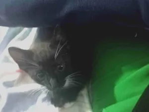 Gato raça SRD-ViraLata idade Abaixo de 2 meses nome fofucho