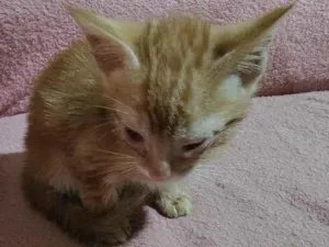Gato raça SRD-ViraLata idade Abaixo de 2 meses nome ainda não tem nome.
