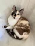 Cacau