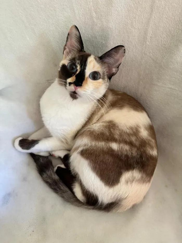 Gato raça SRD-ViraLata idade 2 anos nome Cacau