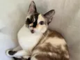Cacau