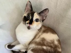 Gato raça SRD-ViraLata idade 2 anos nome Cacau