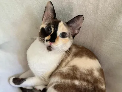 Gato raça SRD-ViraLata idade 2 anos nome Cacau