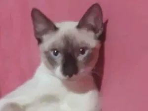 Gato raça Angorá idade 1 ano nome Gordin