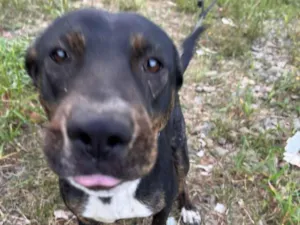 Cachorro raça SRD-ViraLata idade 1 ano nome Sandy