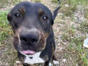 Cachorro raça SRD-ViraLata idade 1 ano nome Sandy