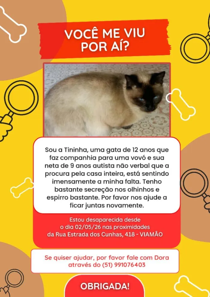 Gato raça Siamês idade 6 ou mais anos nome Tininha
