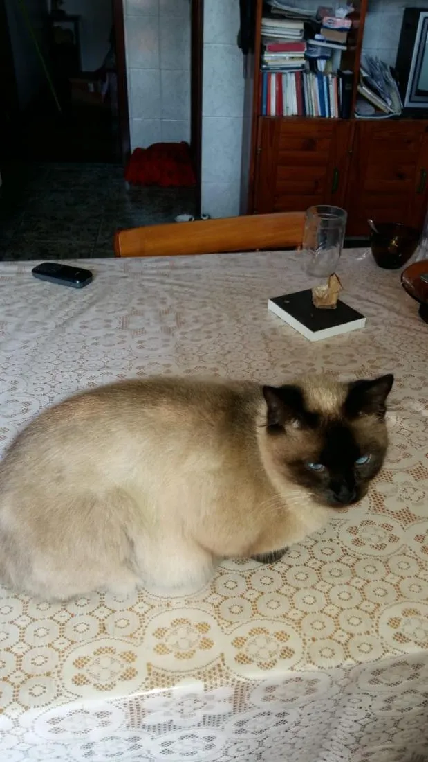 Gato raça Siamês idade 6 ou mais anos nome Tininha