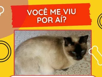 Gato raça Siamês idade 6 ou mais anos nome Tininha