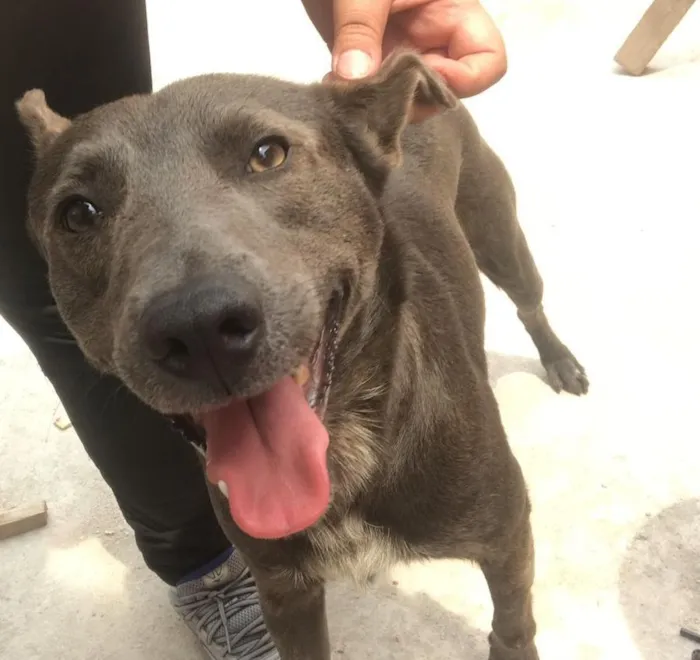 Cachorro raça SRD-ViraLata idade 6 ou mais anos nome Sushi