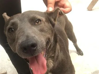 Cachorro raça SRD-ViraLata idade 6 ou mais anos nome Sushi