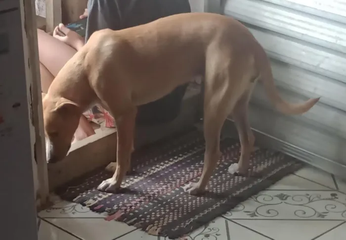 Cachorro raça SRD-ViraLata idade 7 a 11 meses nome akira