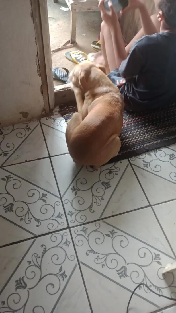 Cachorro raça SRD-ViraLata idade 7 a 11 meses nome akira