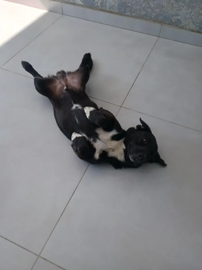 Cachorro raça SRD-ViraLata idade 1 ano nome tomate 
