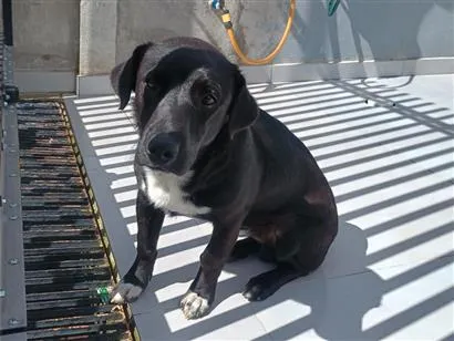 Cachorro raça SRD-ViraLata idade 1 ano nome tomate 