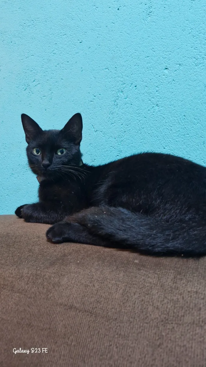 Gato raça SRD-ViraLata idade 1 ano nome Café