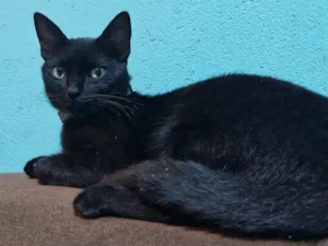 Gato raça SRD-ViraLata idade 1 ano nome Café