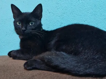 Gato raça SRD-ViraLata idade 1 ano nome Café