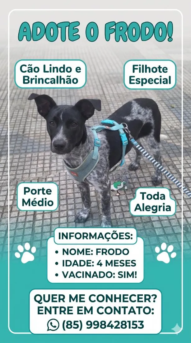 Cachorro raça SRD-ViraLata idade 2 a 6 meses nome Frodo