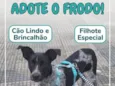 Frodo