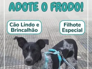 Cachorro raça SRD-ViraLata idade 2 a 6 meses nome Frodo