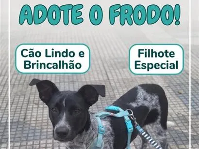 Cachorro raça SRD-ViraLata idade 2 a 6 meses nome Frodo