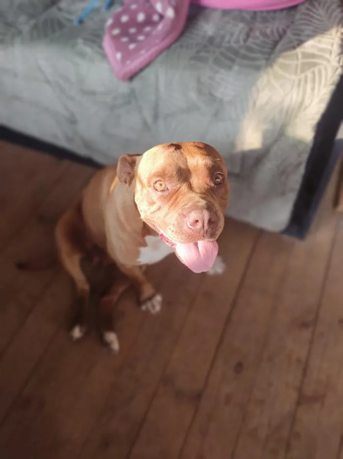 Cachorro raça Pit-Bull idade  nome Pandora