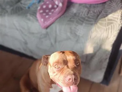 Cachorro raça Pit-Bull idade  nome Pandora