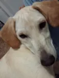 Zureta