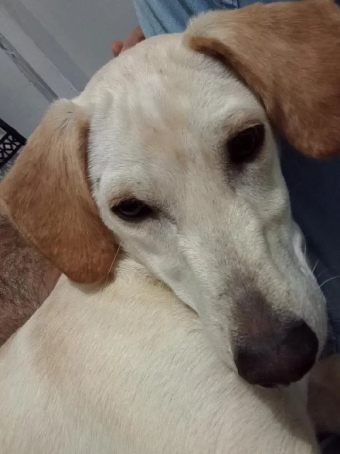 Cachorro raça SRD-ViraLata idade 7 a 11 meses nome Zureta