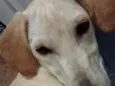 Zureta