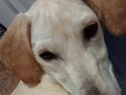 Cachorro raça SRD-ViraLata idade 7 a 11 meses nome Zureta