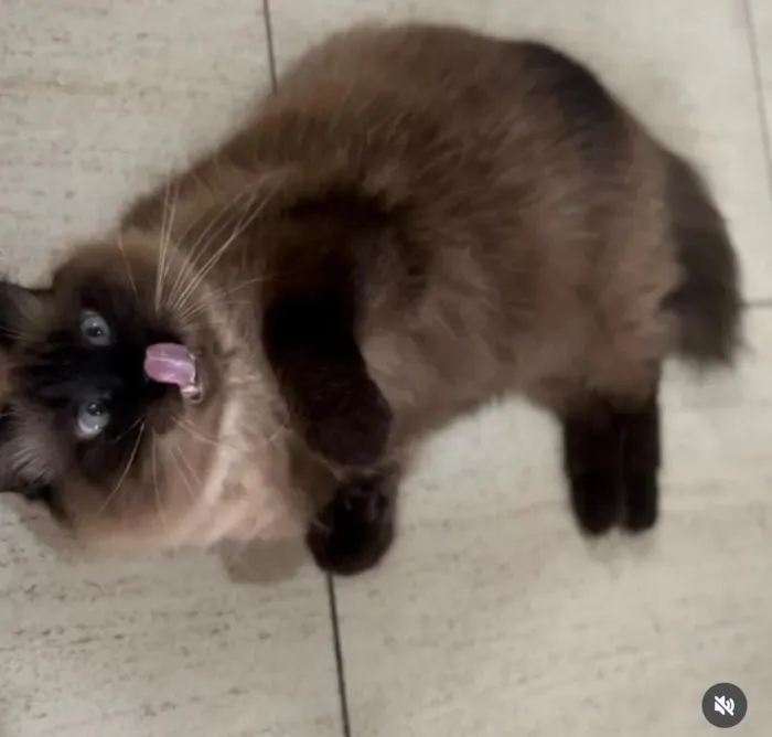 Gato raça Persa idade 6 ou mais anos nome Nino 