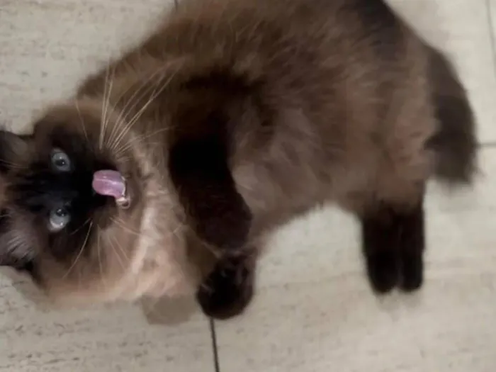 Gato raça Persa idade 6 ou mais anos nome Nino 