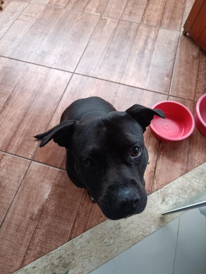 Cachorro raça Pit-Bull idade 6 ou mais anos nome Mila