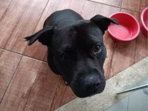 Cachorro raça Pit-Bull idade 6 ou mais anos nome Mila